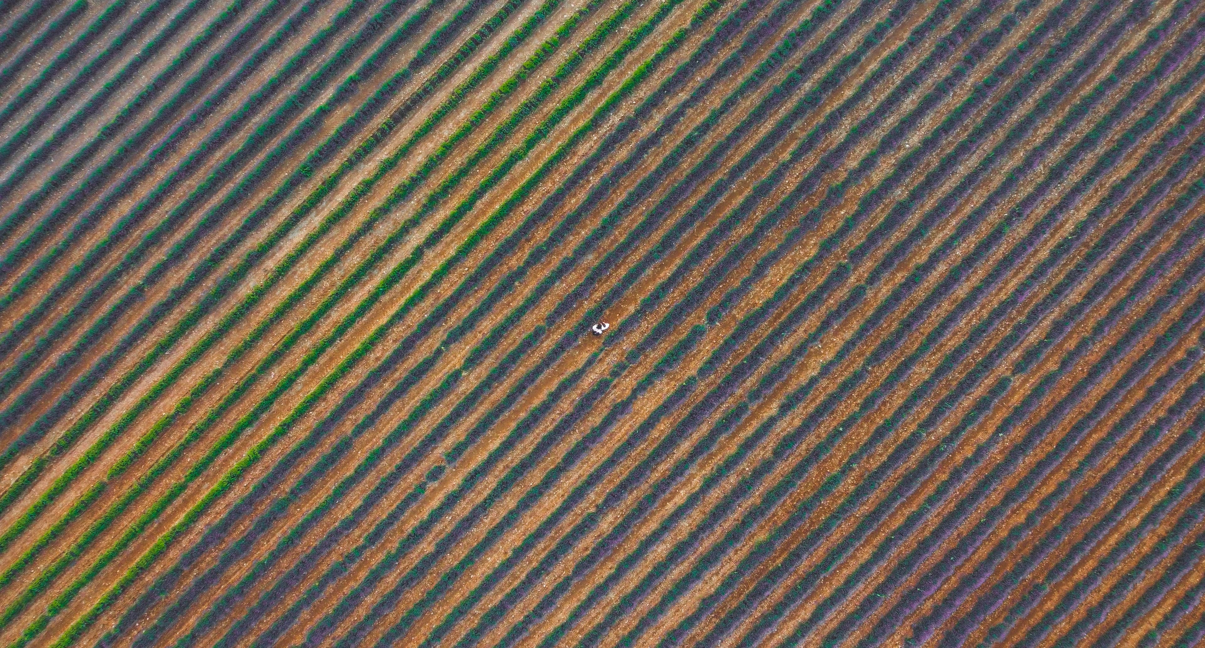 Textura de campo o líneas